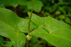 Typhonium roxburghii